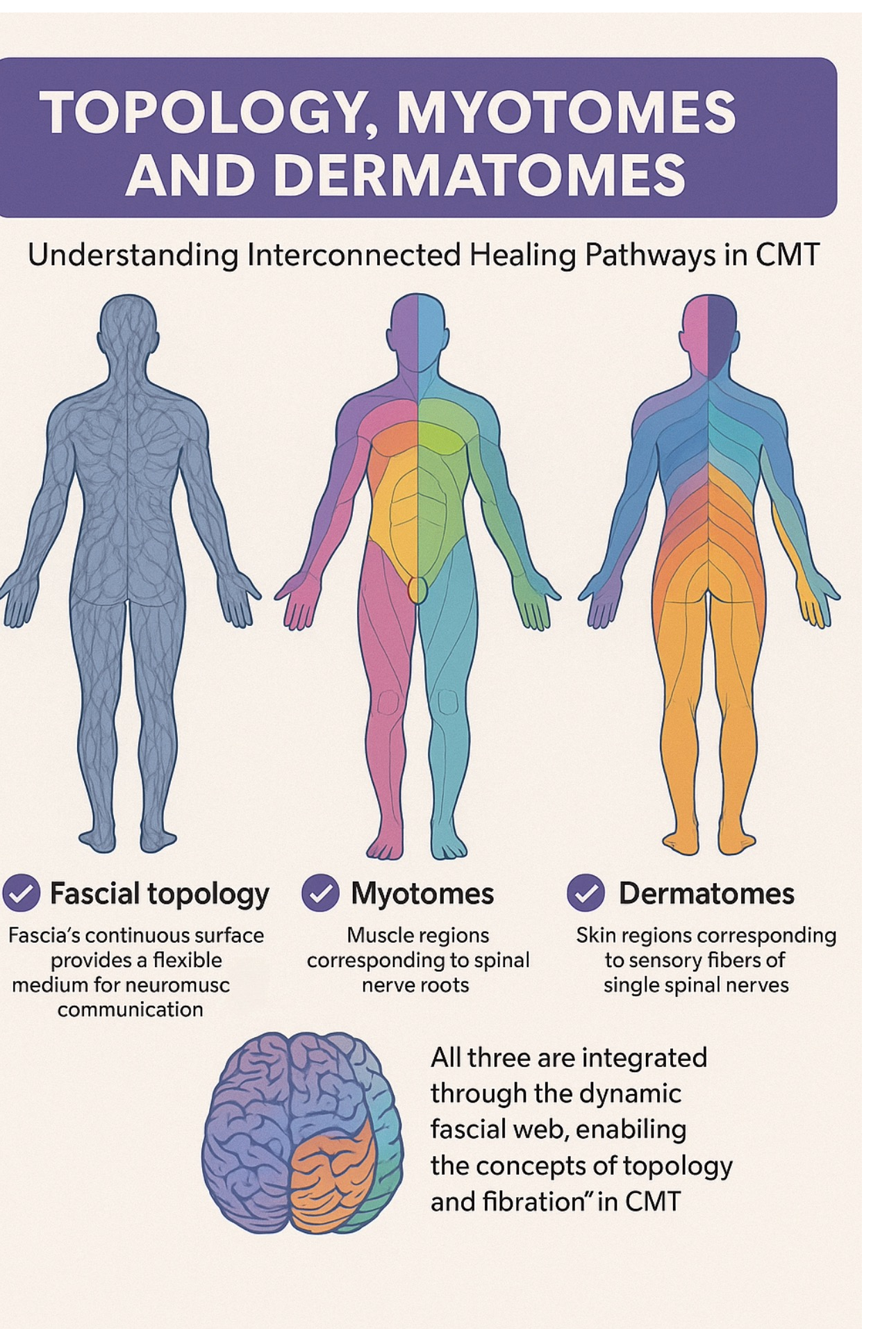 Poster on topology, myotomes, and dermatomes with labeled body maps and a brain illustration