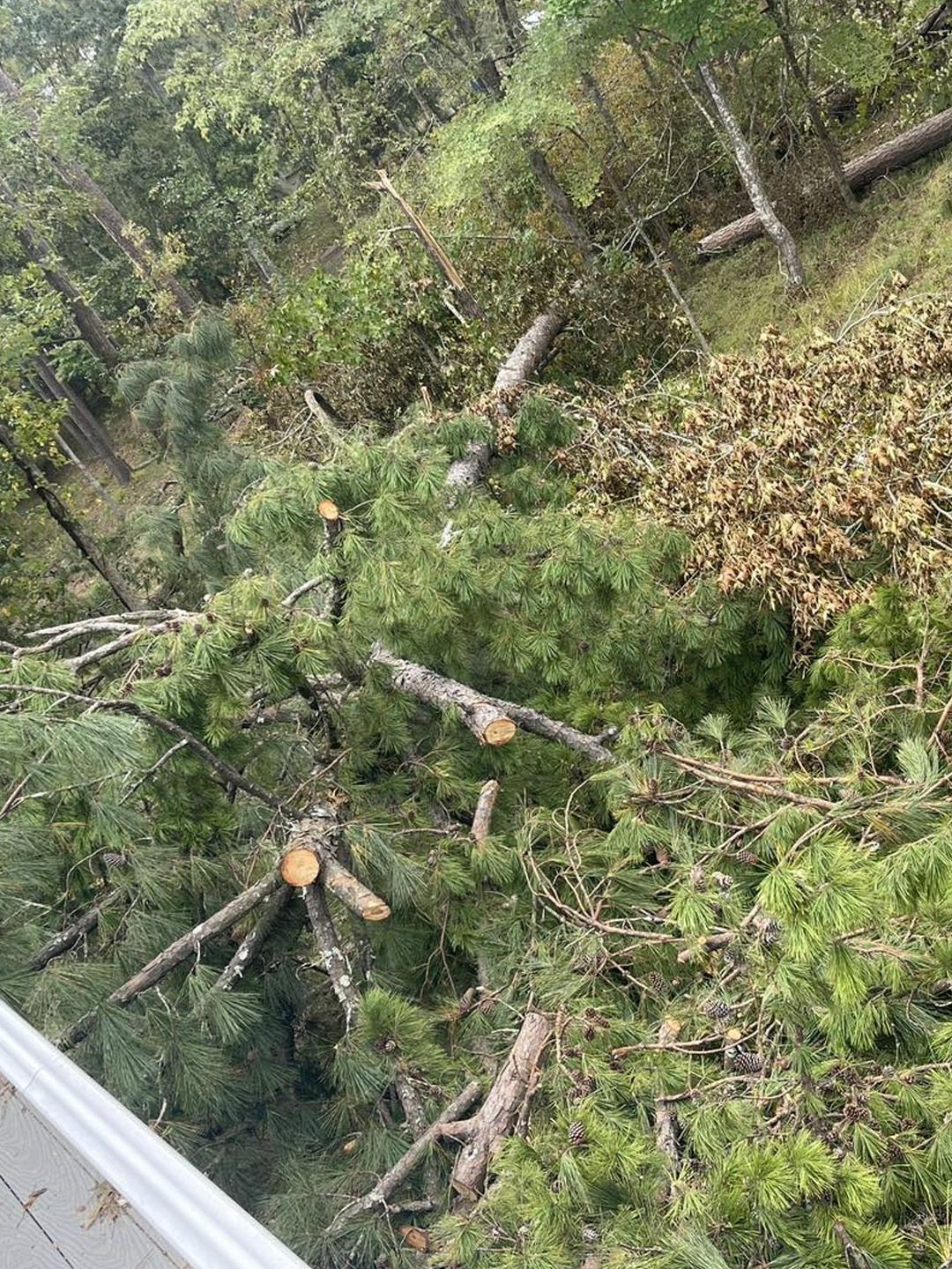 A high-angle view of a fallen pine tree lying across a wooded area near a roof edge.