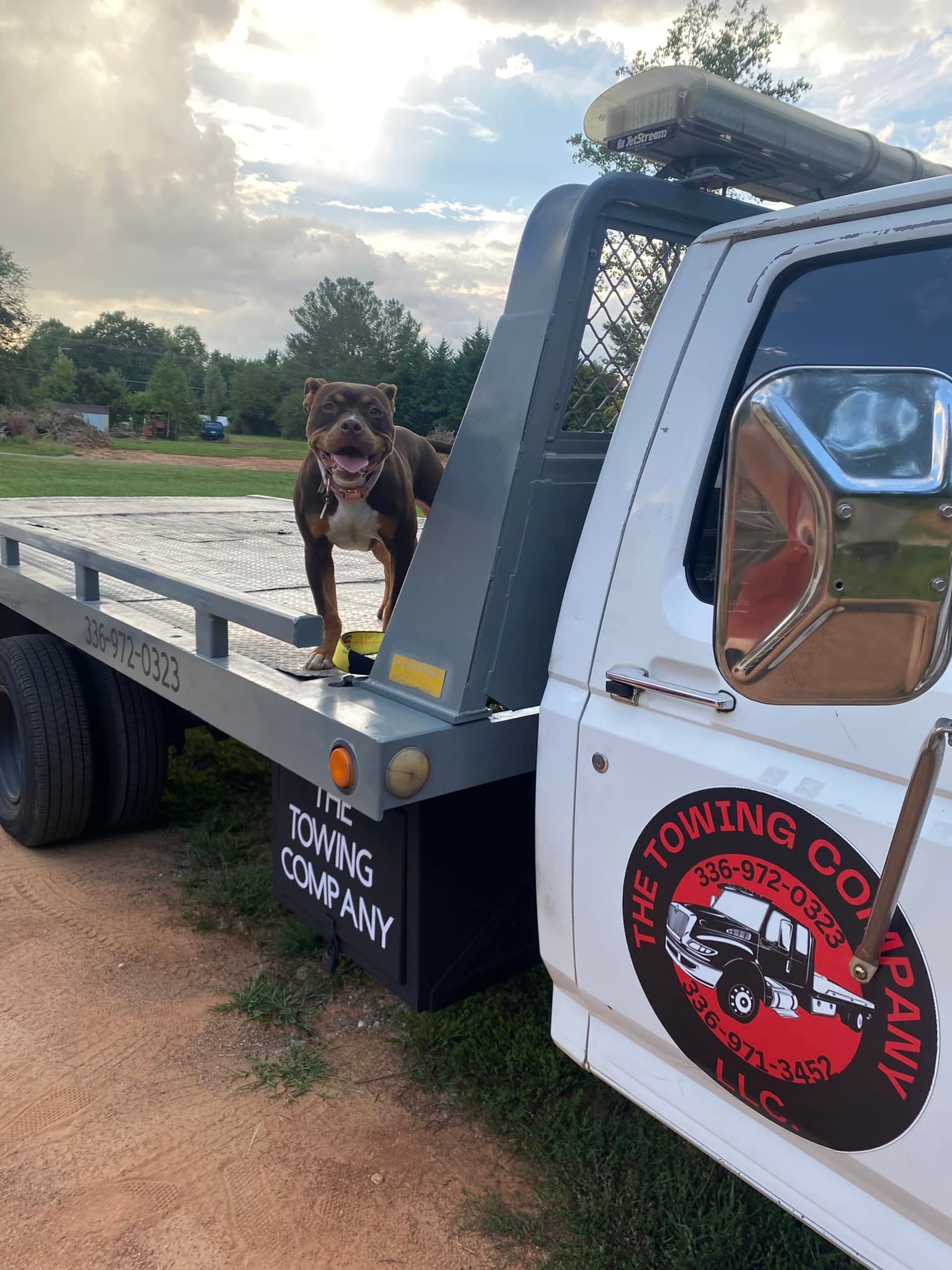 A dog is standing on the back of a tow truck.