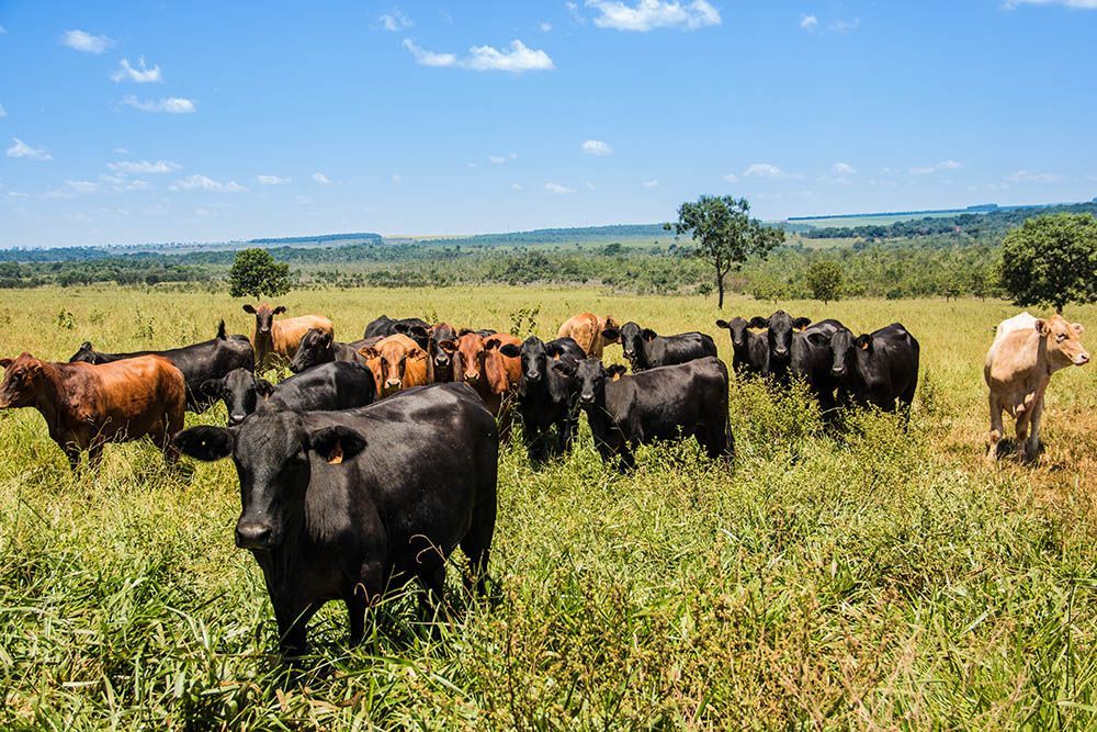 Cattle grazing in a green pasture under a blue sky on a sunny day