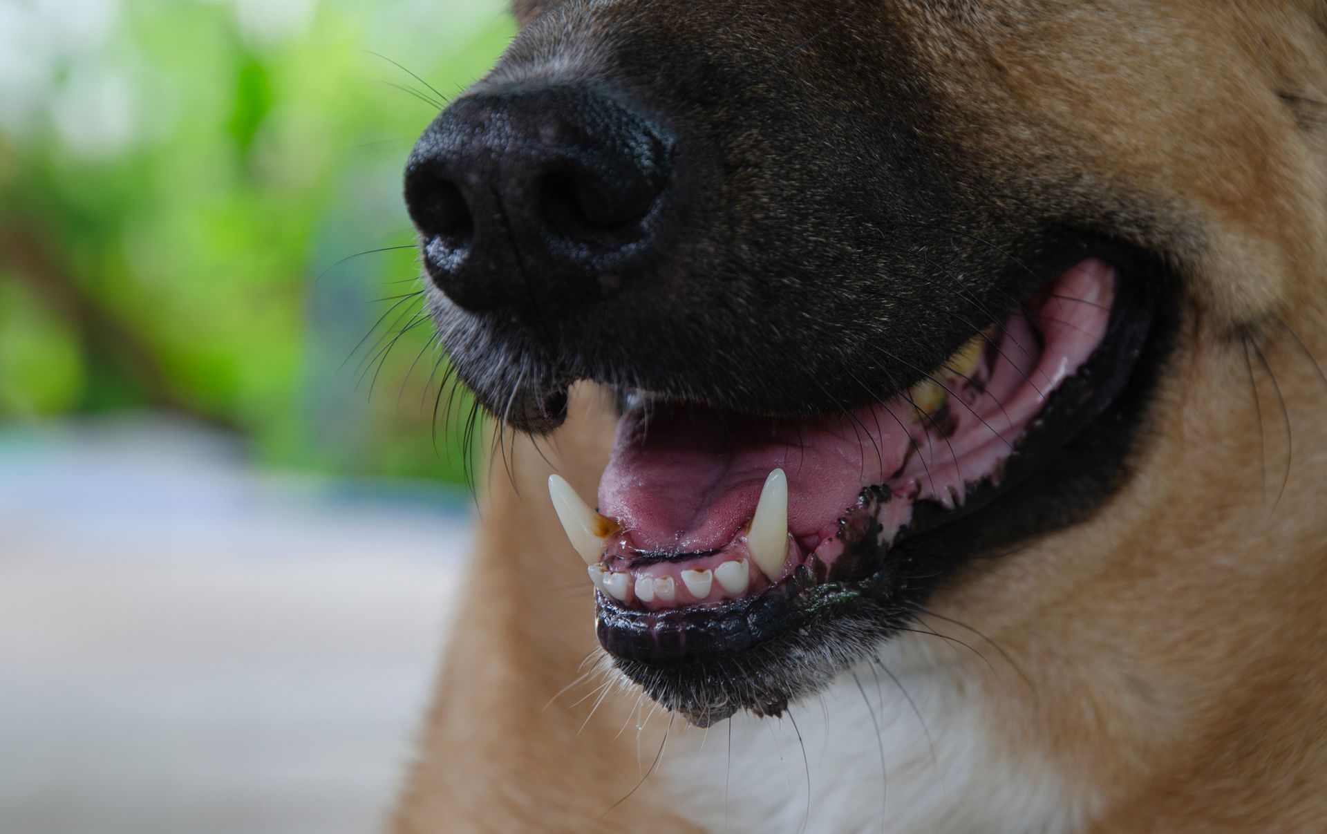 Close-up of a tan dog’s face, mouth open and tongue visible, outdoors with blurred greenery.