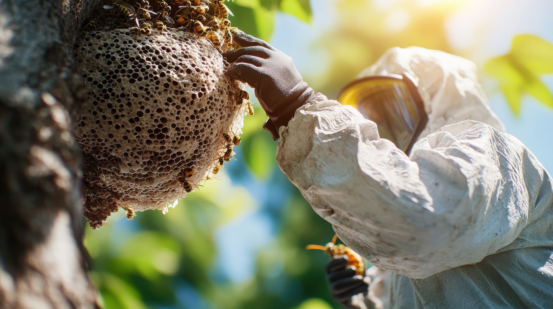 Pest control professional removing wasp nest from tree. Pest control professional removing wasp nest from tree.
