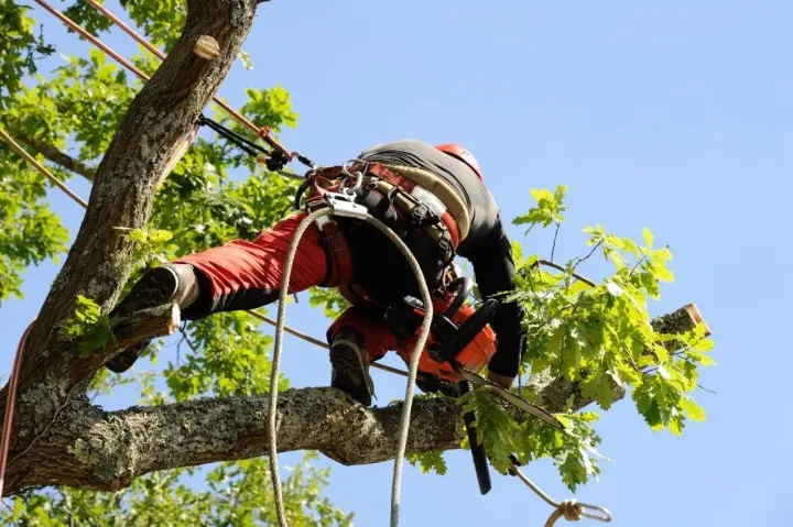 Arborist in safety gear pruning tree branches with chainsaw.