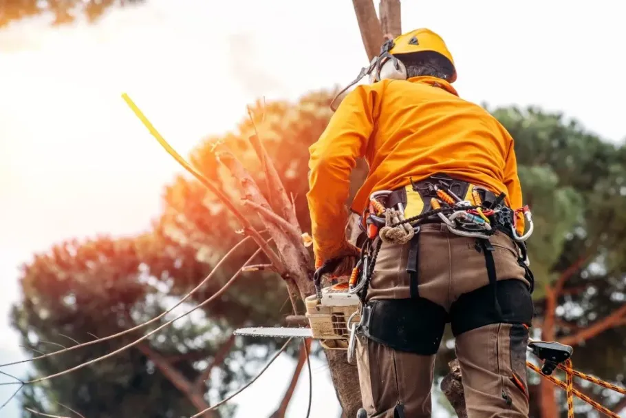 Arborist in safety gear using a chainsaw to prune a tree.