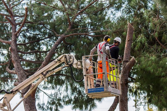 Two arborists in a cherry picker bucket pruning a large pine tree.