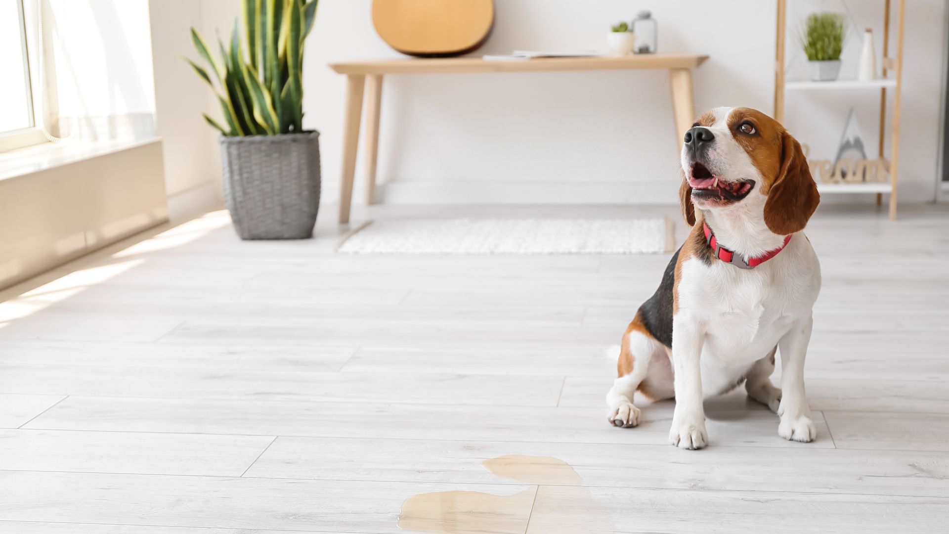 A beagle dog is sitting on a wooden floor in a living room.