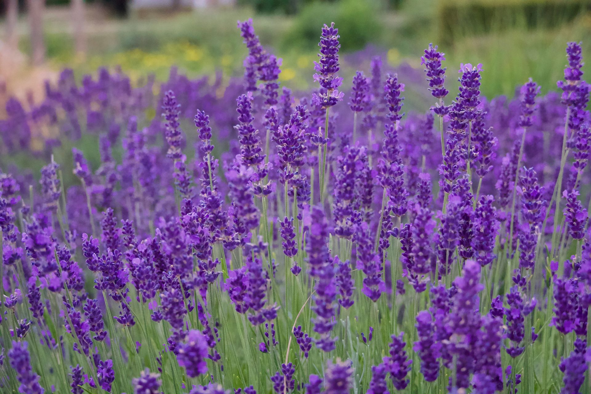Lilla lavendelmark i blomst.