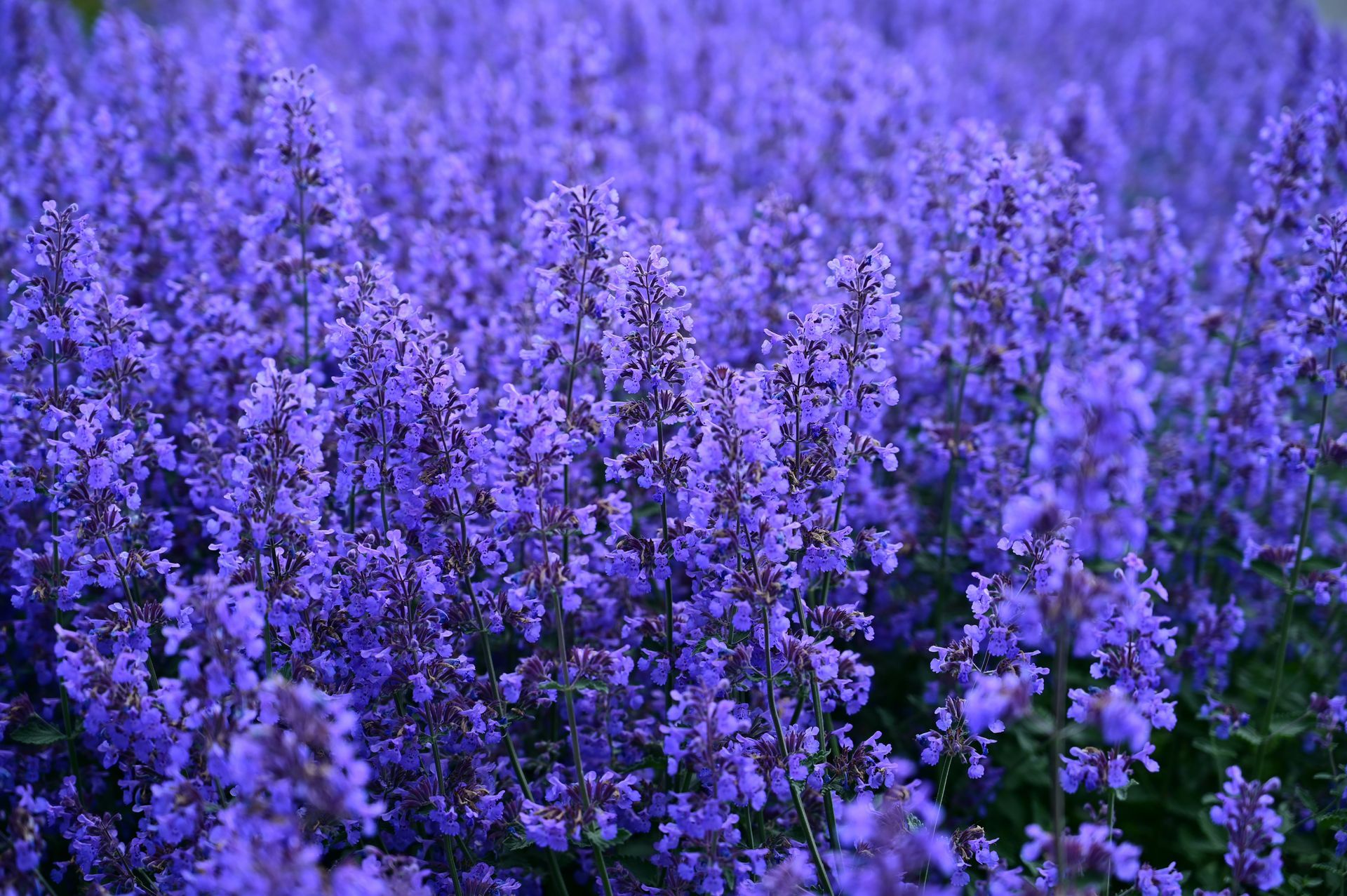 Felt af livlige lilla kattemynteblomster i fuldt flor.