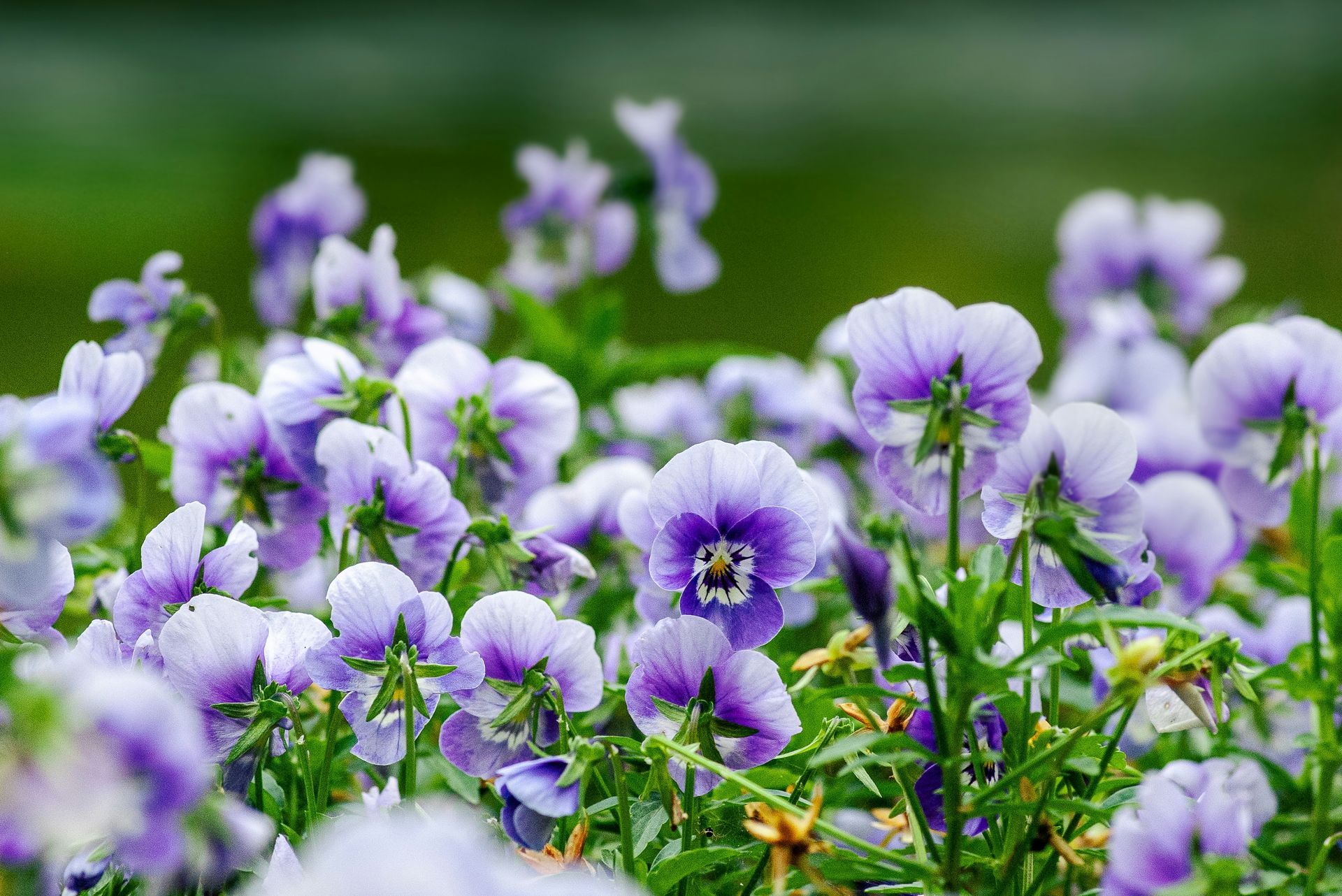Lilla og lavendelfarvede stedmoderblomster i en have med grønt løv og en sløret baggrund.