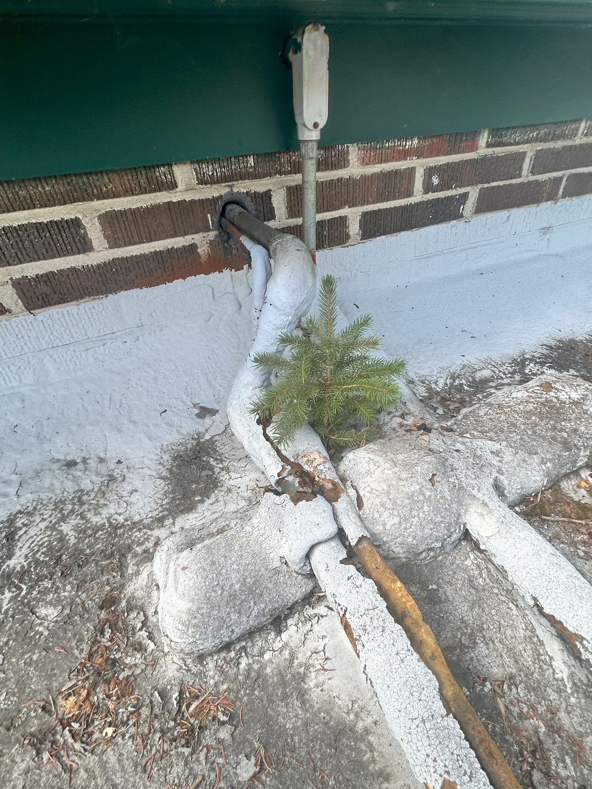 A pipe on a roof with a plant growing out of it, near a brick wall and green trim.