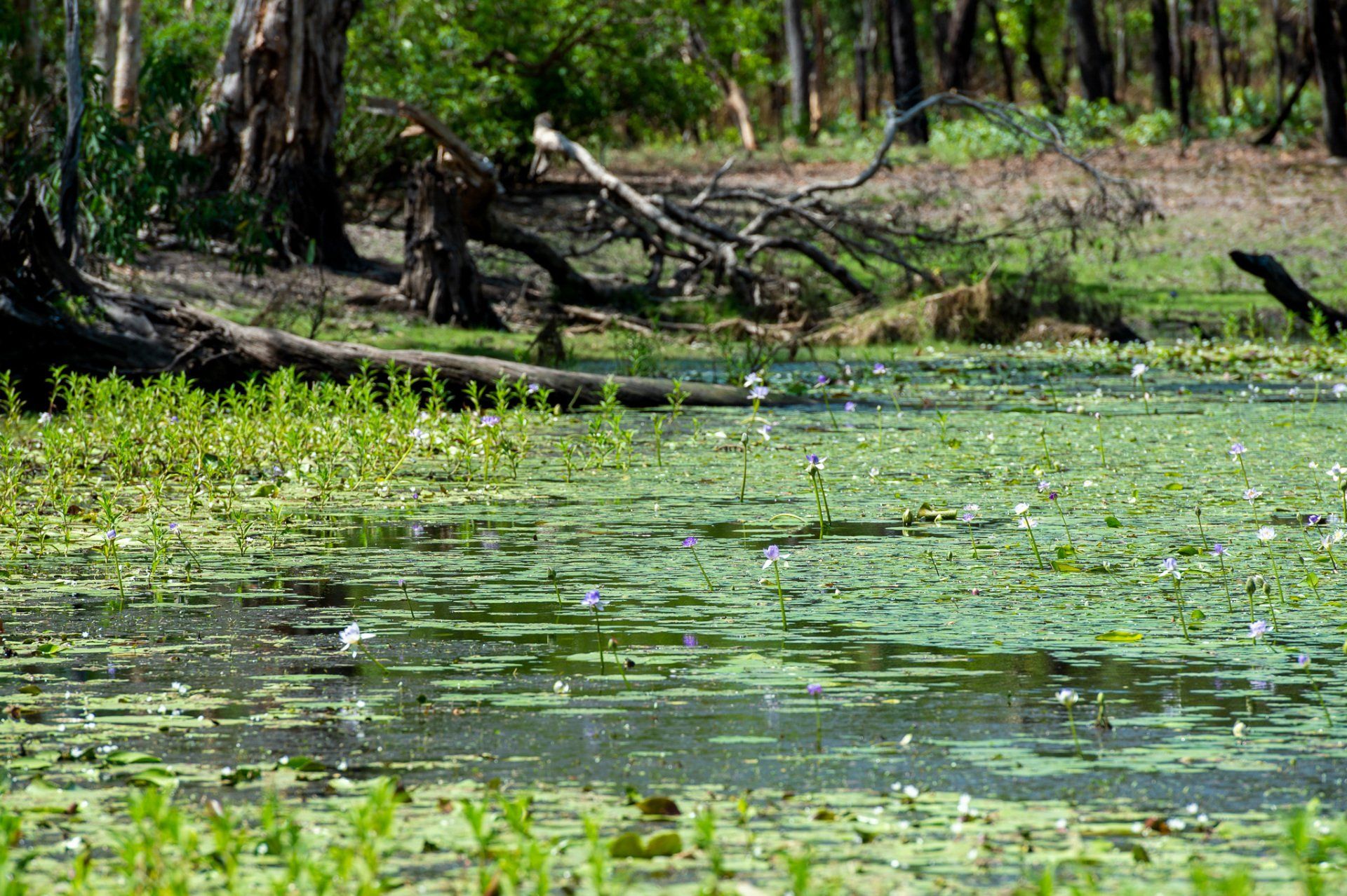 A swamp filled with water lilies and trees in the background.