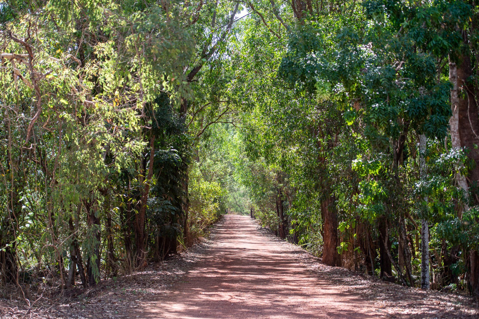 A dirt road going through a forest with trees on both sides.