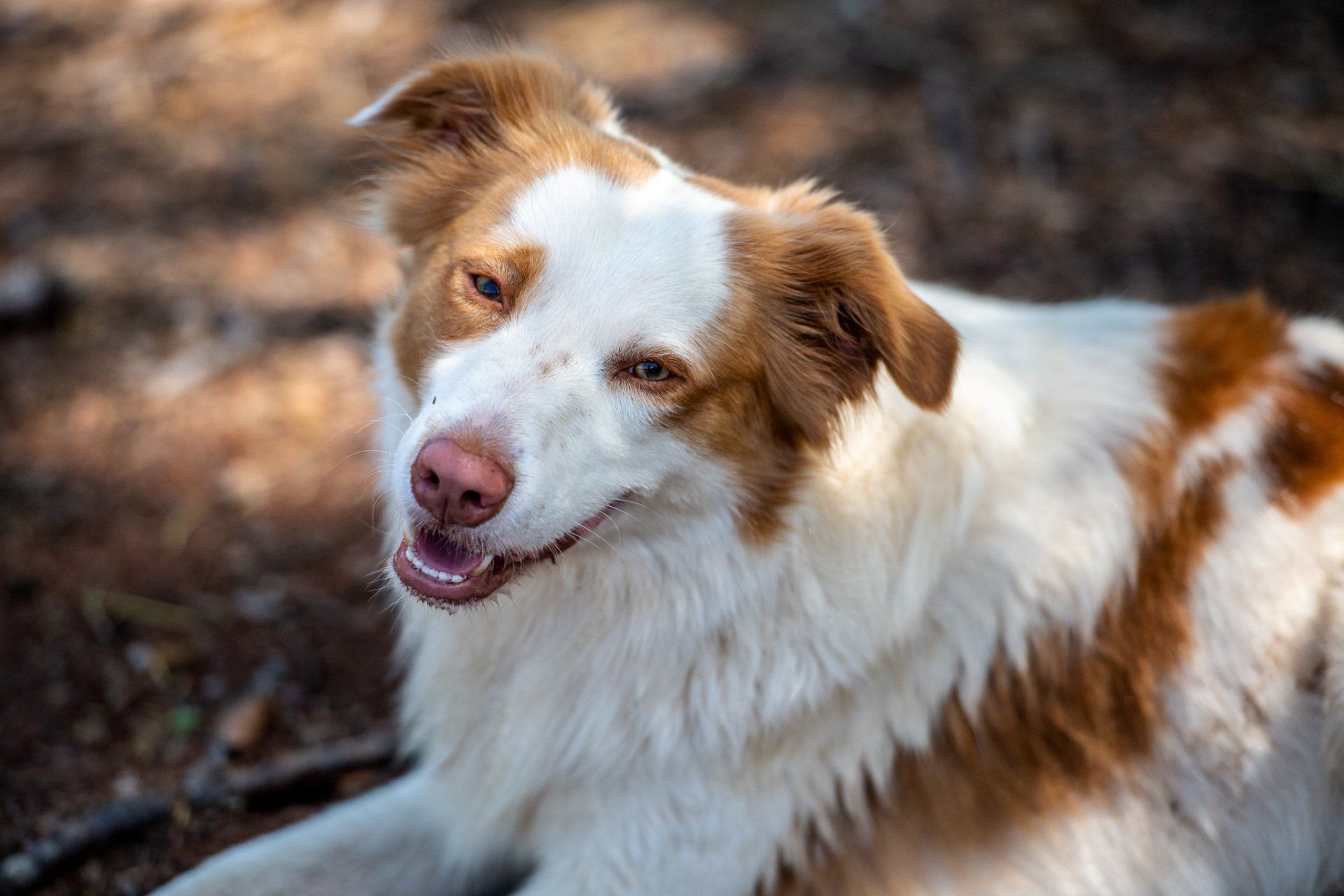 A brown and white dog is laying down on the ground and looking at the camera.
