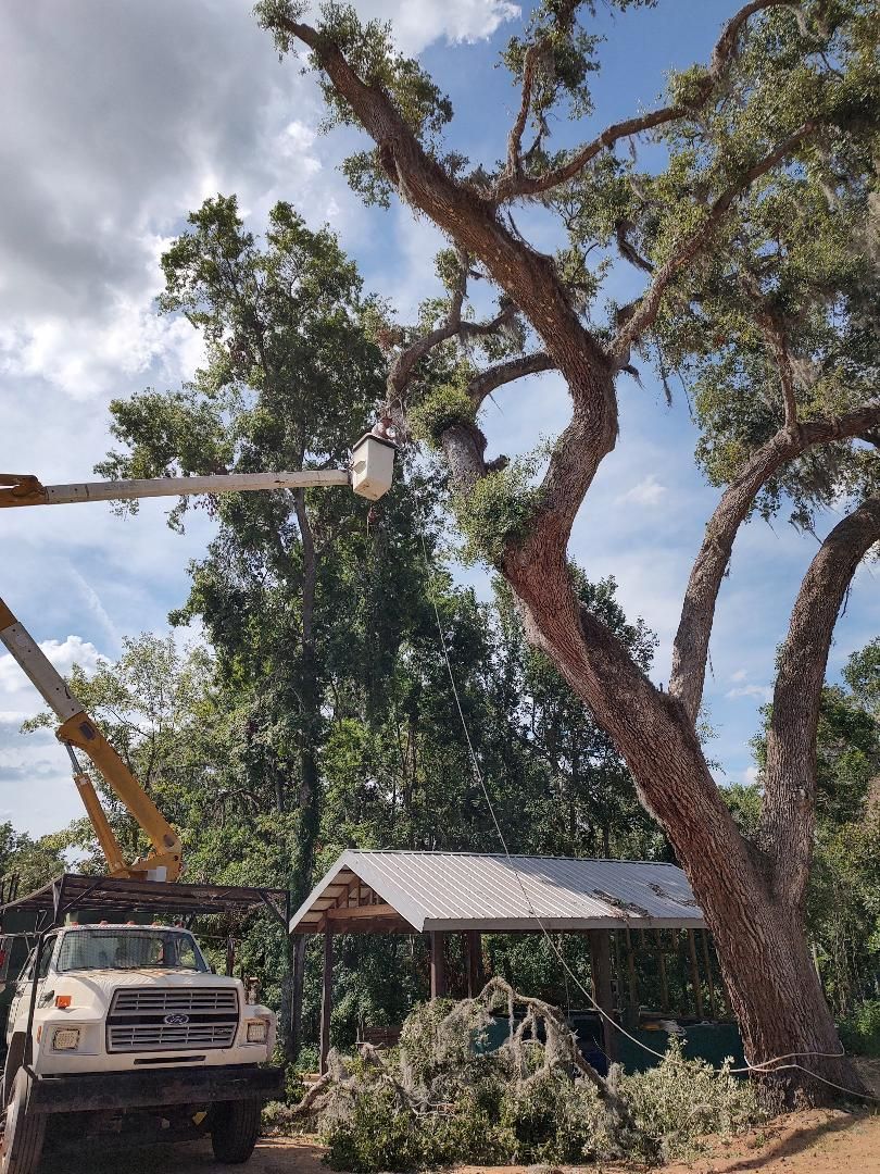 Tree being trimmed by a worker in a lift. A truck is parked below, with cut branches on the ground.