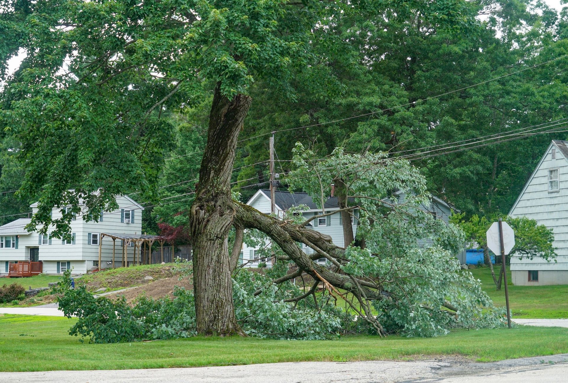 A tree with a broken branch lies on the ground in a yard next to a street. Houses in the background.