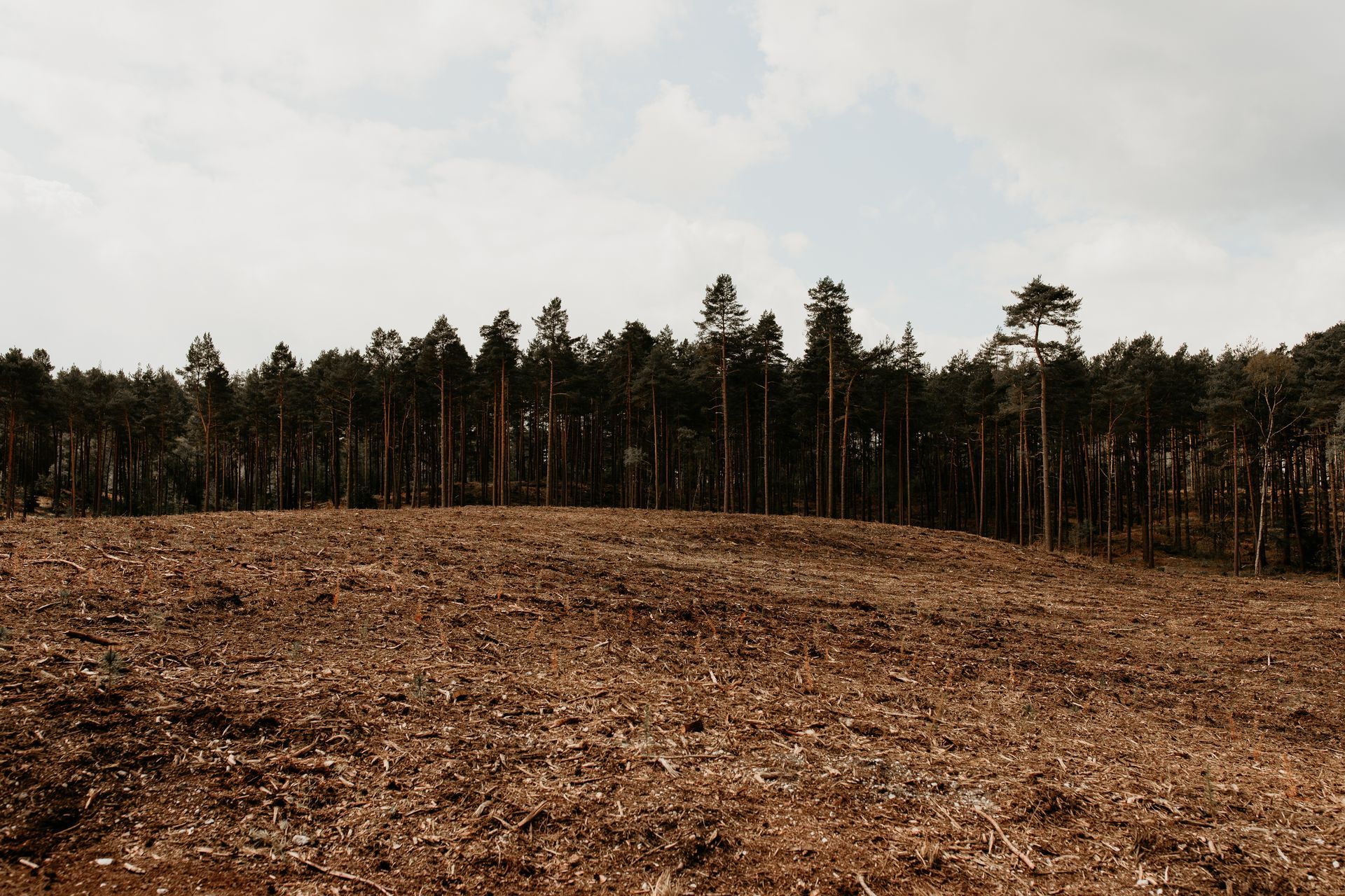 Deforested area with brown debris in the foreground, forest of tall trees in the background under a cloudy sky.