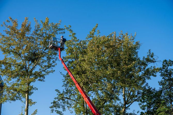 A person in a bucket lift trims a tree against a clear blue sky.