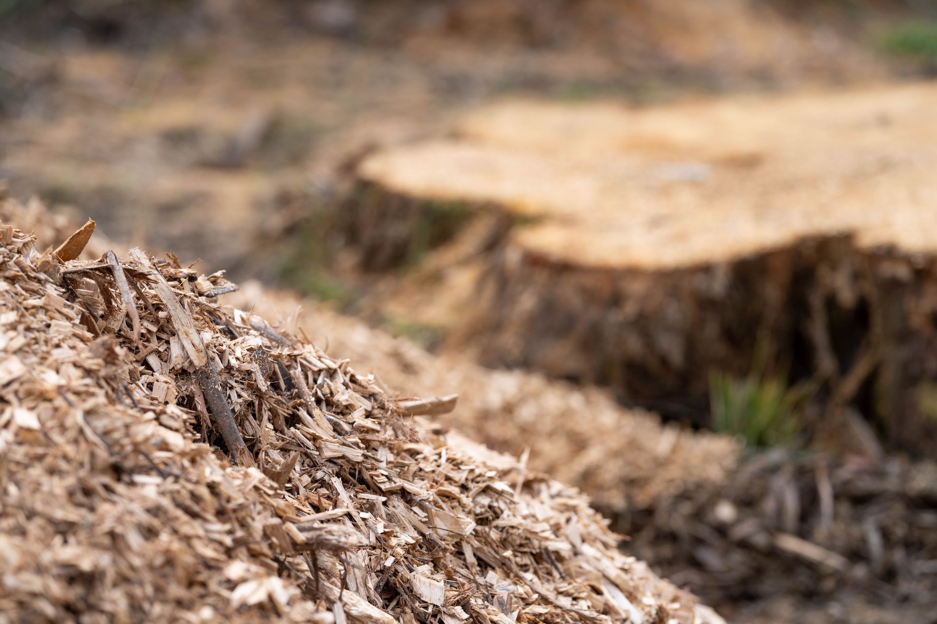 Pile of wood chips with a tree stump in the blurred background.