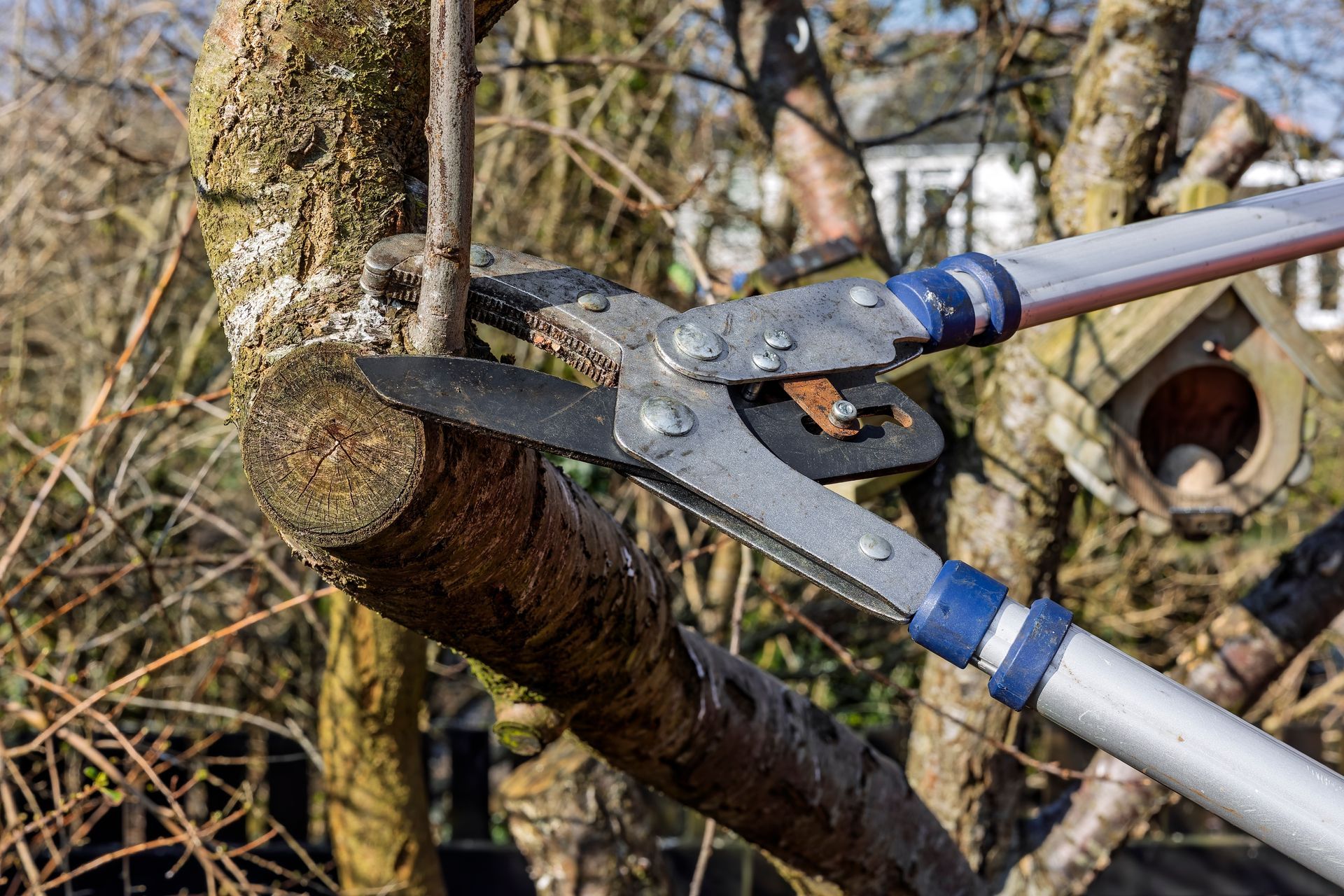 Loppers cutting a tree branch. Grey metal tool, blue handles, outdoor setting.