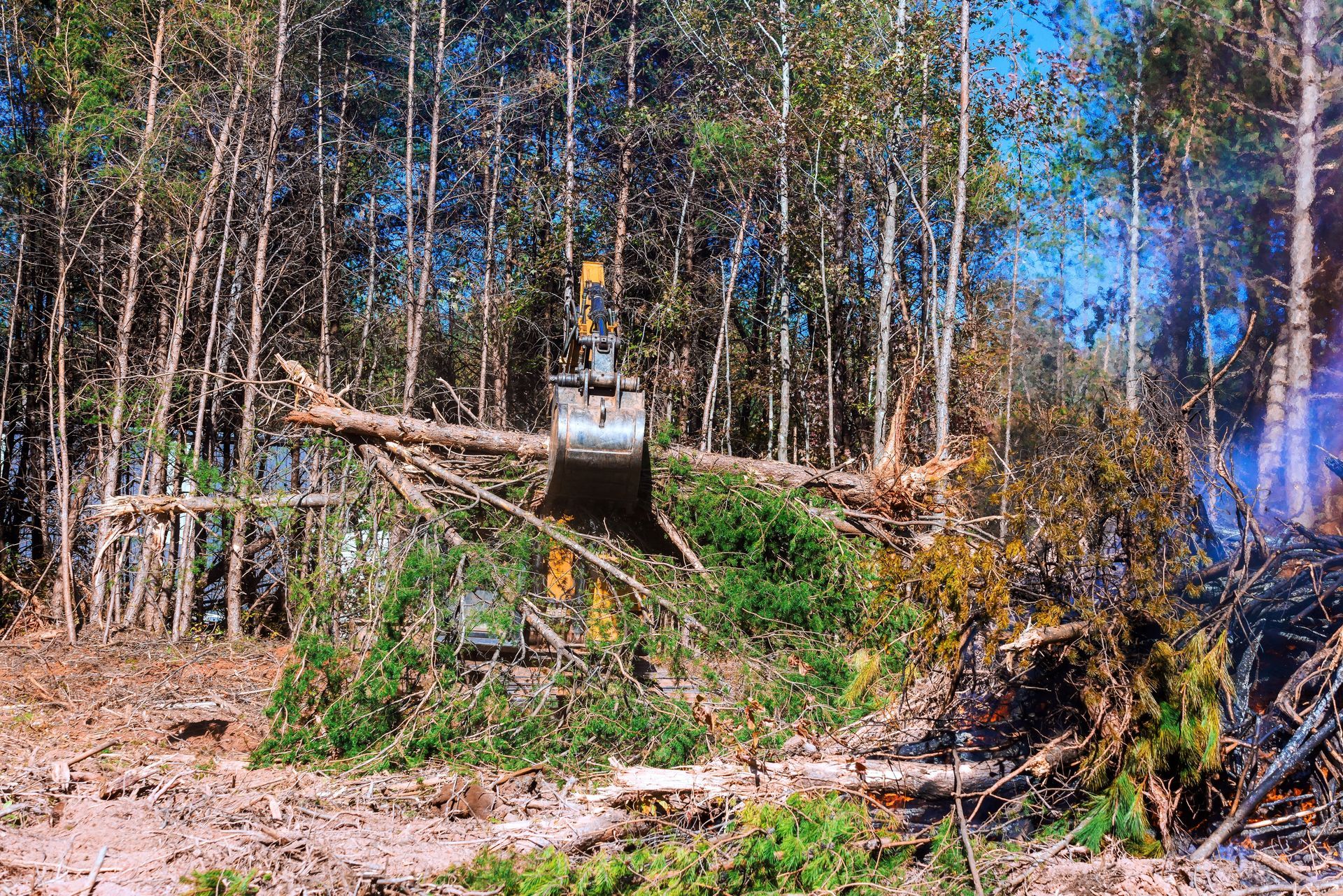 An excavator clears fallen trees in a forest, trees stand in the background, daytime.