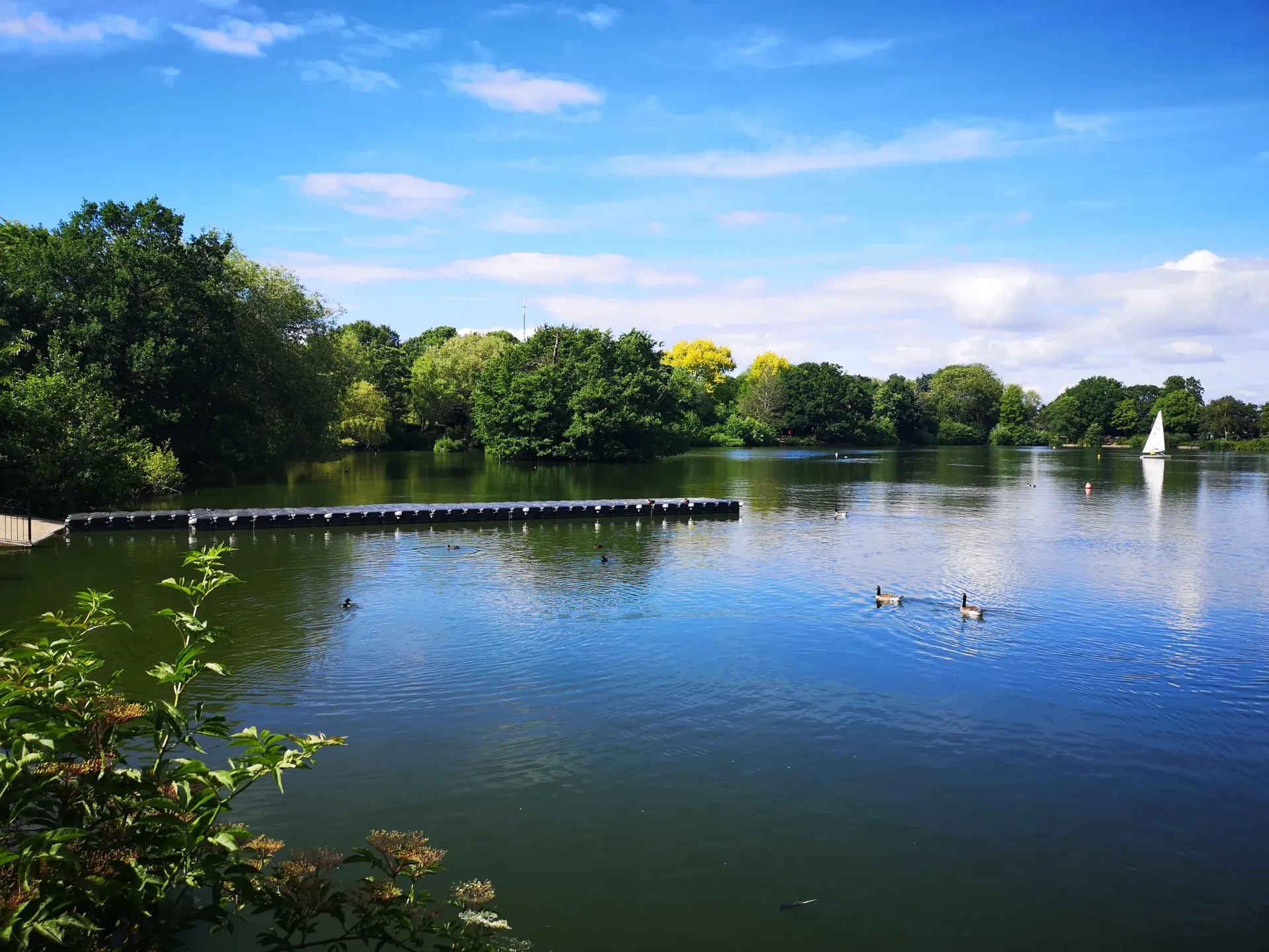 Sunny lake with ducks, a white swan, and a tree-lined shore under a blue sky