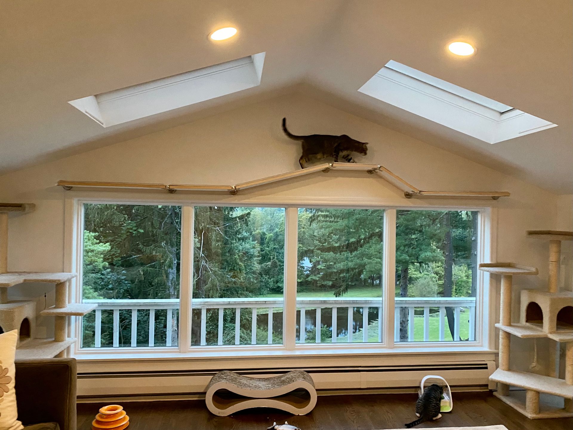 A tabby cat walking across an elevated modular cat shelf path installed along the peak of a ceiling above large windows.
