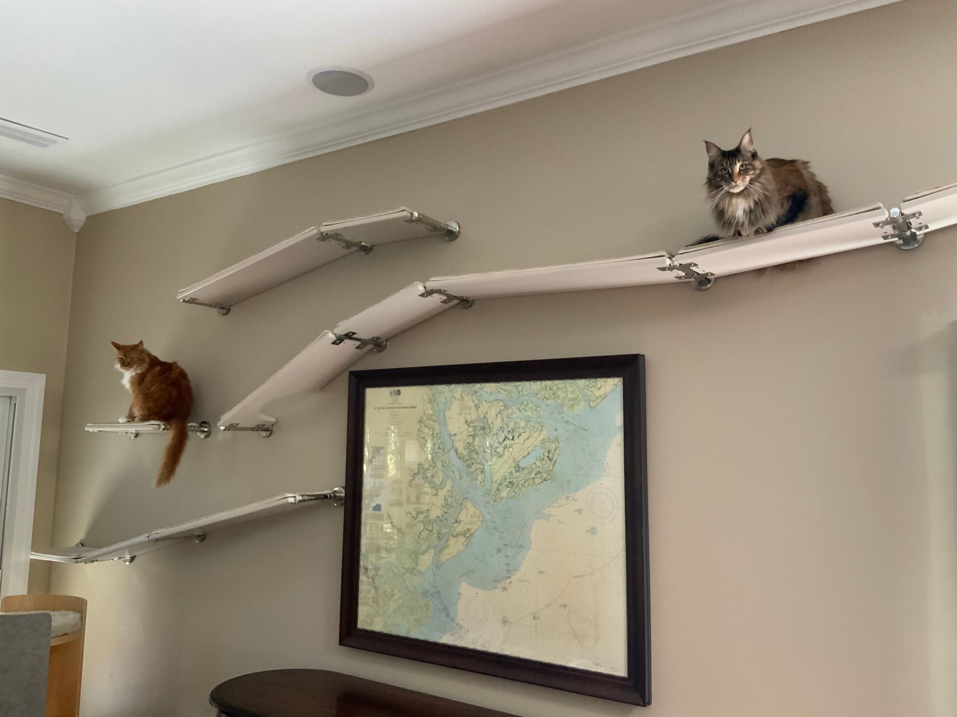 A ginger cat and a tortoiseshell cat sitting apart on a white cat shelf system installed on a neutral-toned wall.