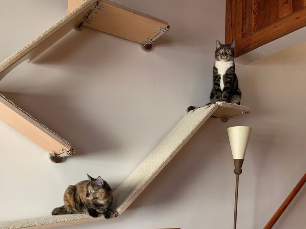 Alert tabby cat sitting on a high-mounted wall shelf system with lamp below.