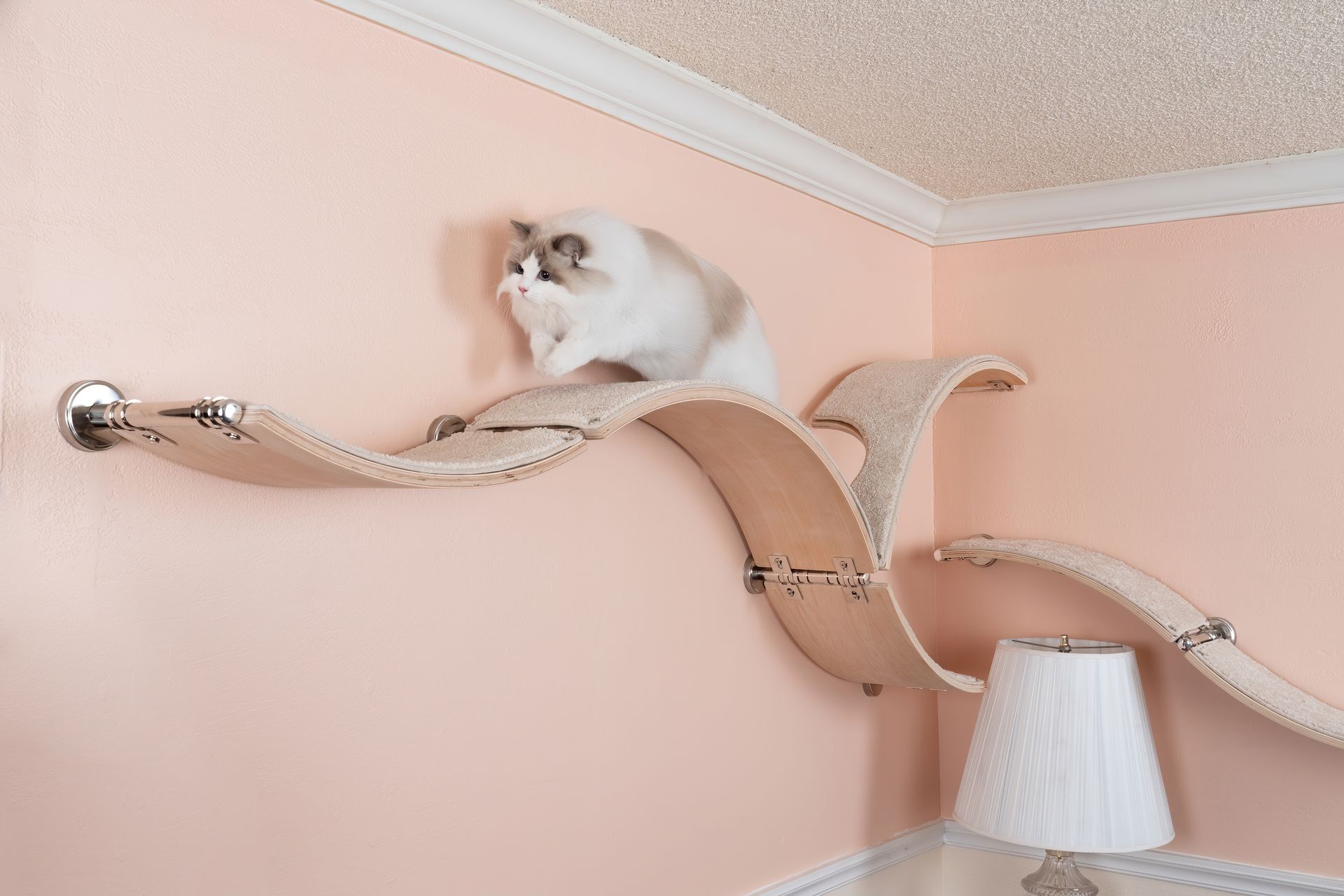 Fluffy Ragdoll cat jumping across Catscape curved, wall-mounted wooden cat shelves in a room with peach walls.
