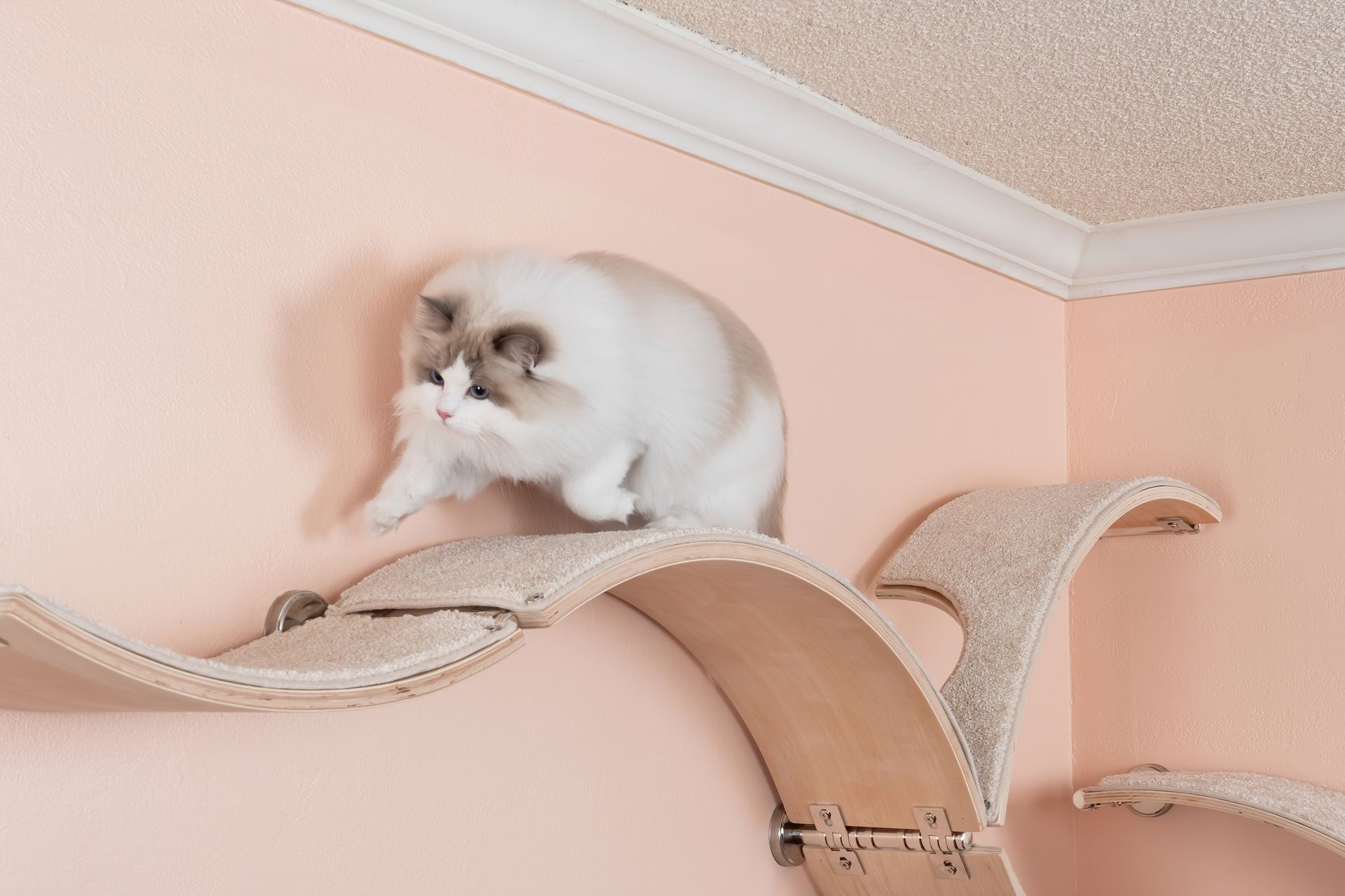 Fluffy white and grey Ragdoll cat mid-stride, walking across a series of curved, carpeted wall-mounted cat shelves.