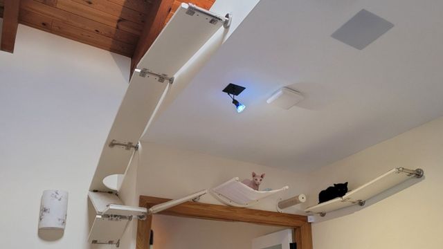 Cat room featuring a Sphynx cat in a wall-mounted hammock and a black cat on a high cat shelf near a vaulted wood ceiling.