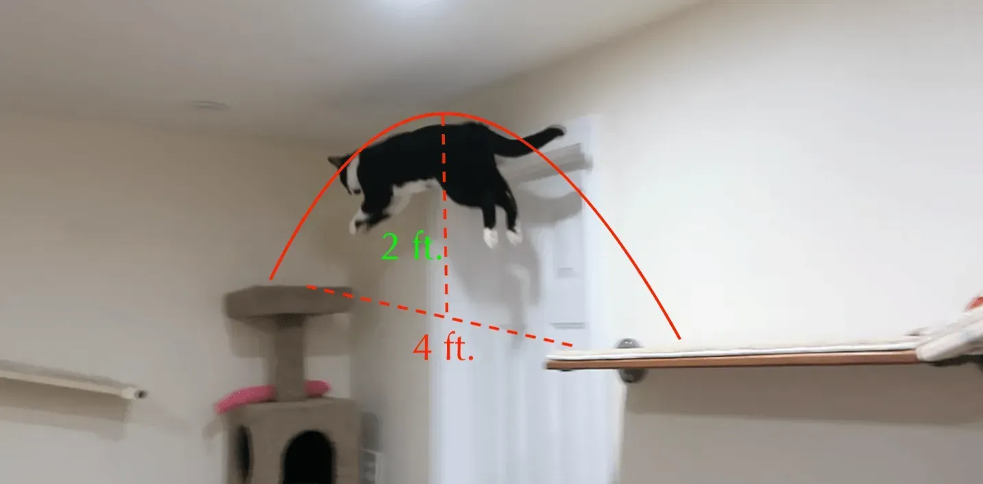 Tuxedo cat leaps to cat tree from cat shelf. Orange and green lines show 2 ft. vertical arc over a 4 ft. horizontal distance.