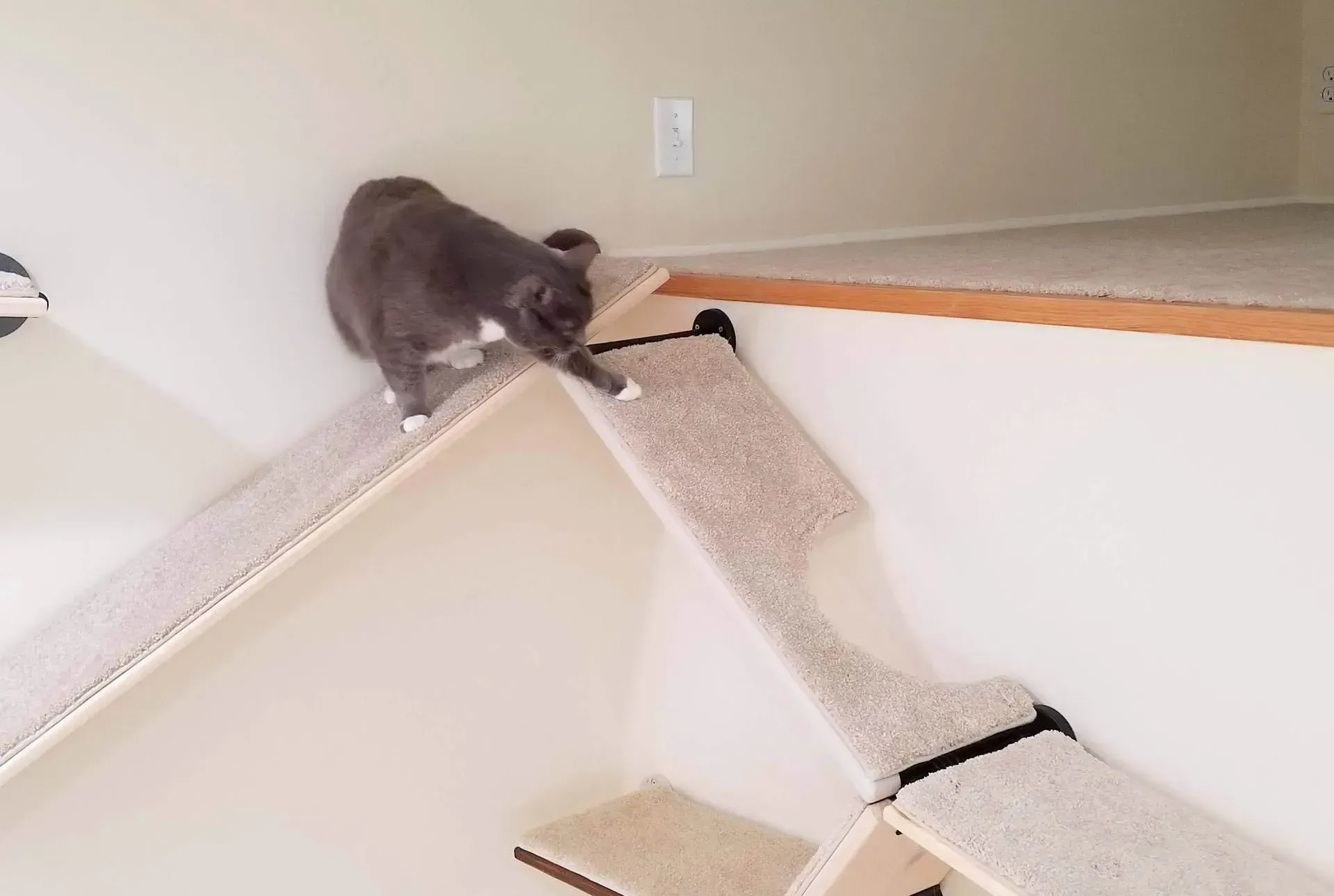 Grey and white cat navigating a corner on a wall-mounted cat shelf system with carpeted ramps and corner cutout.