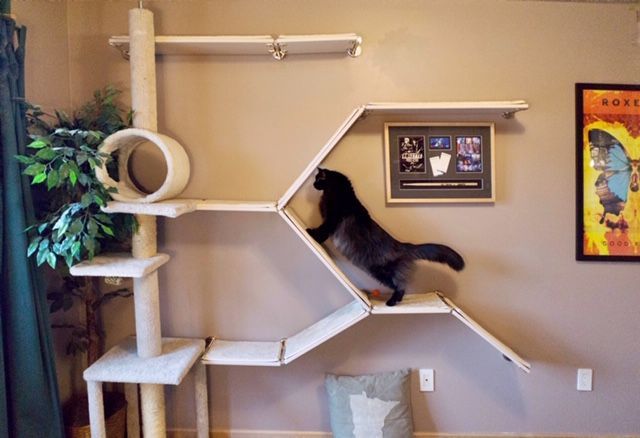 A black long-haired cat climbing a wall-mounted modular cat shelf system connected to a tall scratching post.