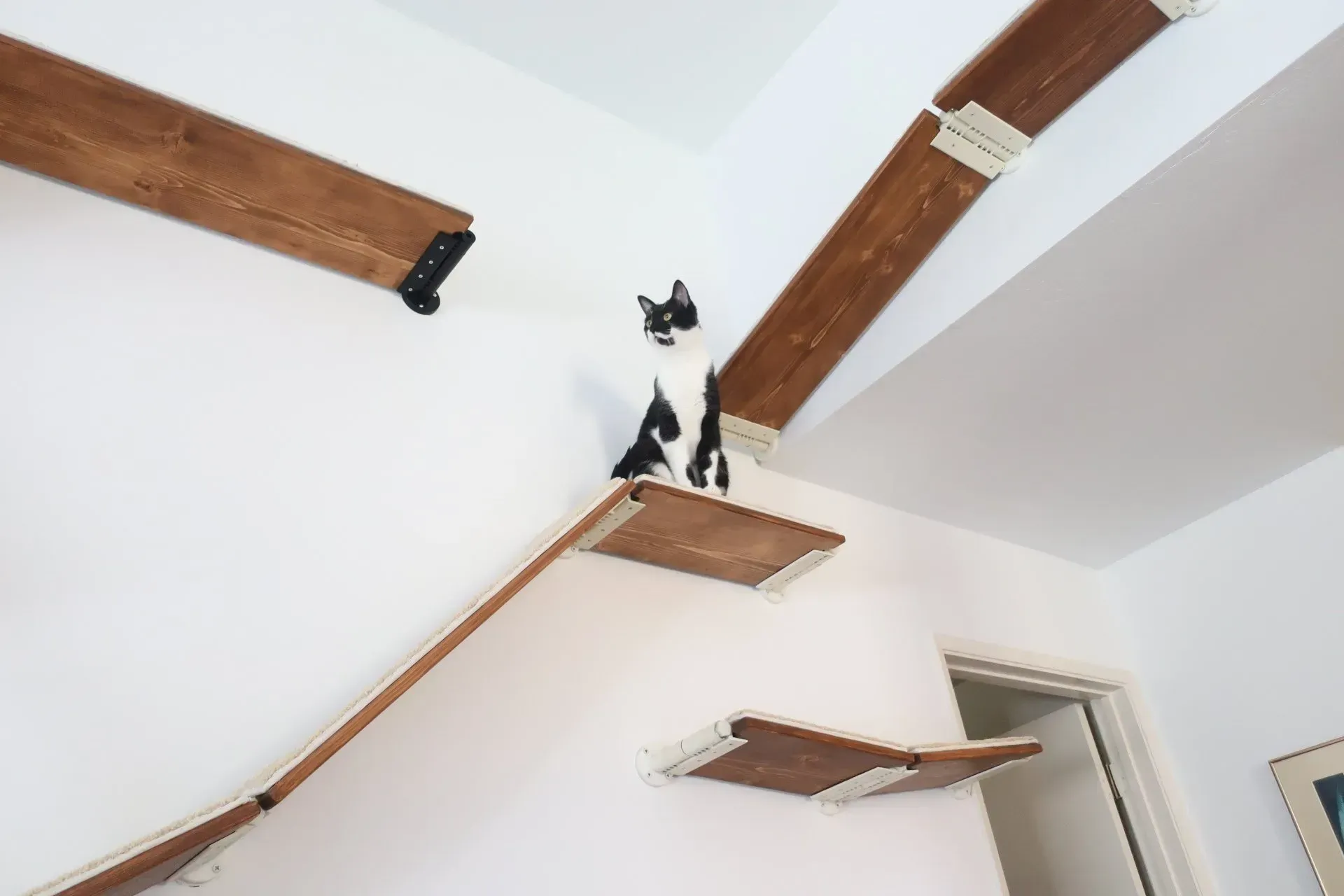 Black and white cat navigating a corner intersection of the CatScapes shelf system.