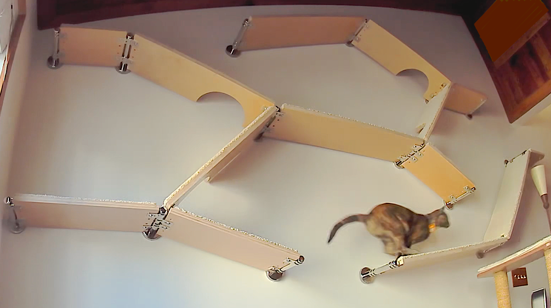 A tortoiseshell cat in motion as it runs across a complex, multi-level system of connected cat wall shelves.