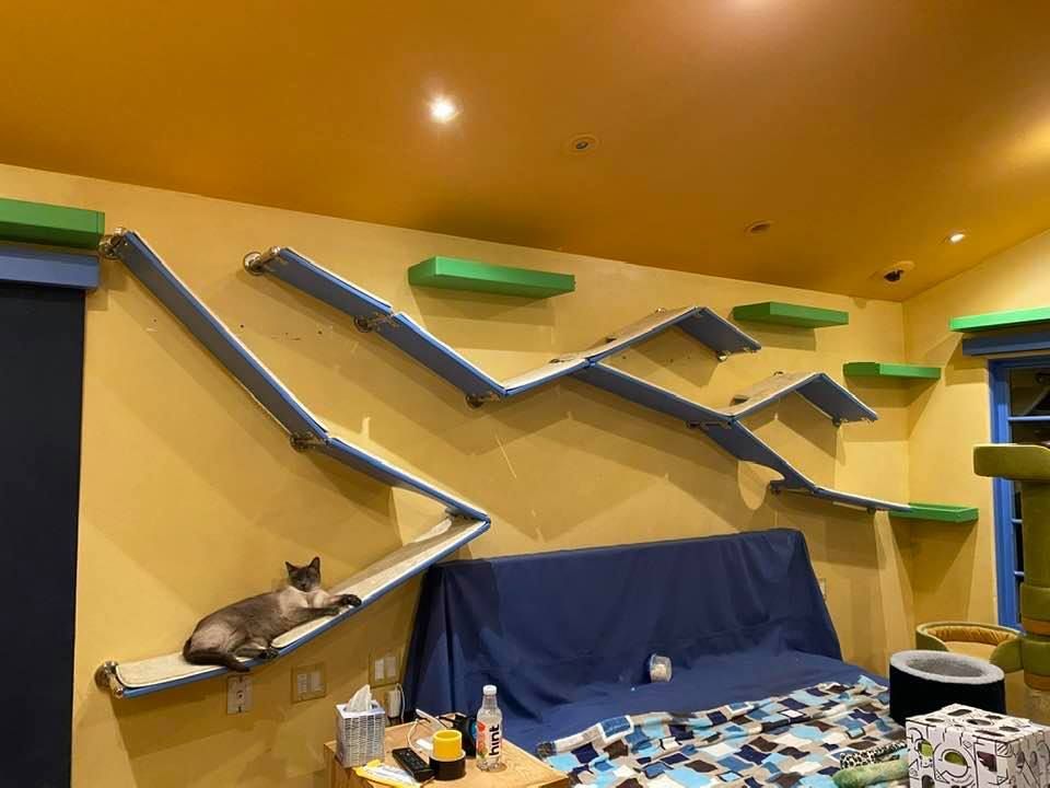 Grey cat lounging on carpeted cat shelves with blue underside on yellow wall, with green floating shelves.