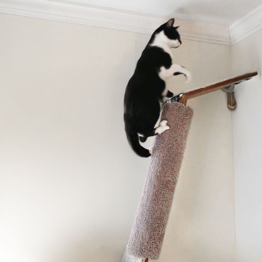 Black and white tuxedo cat climbs carpeted cat pole.