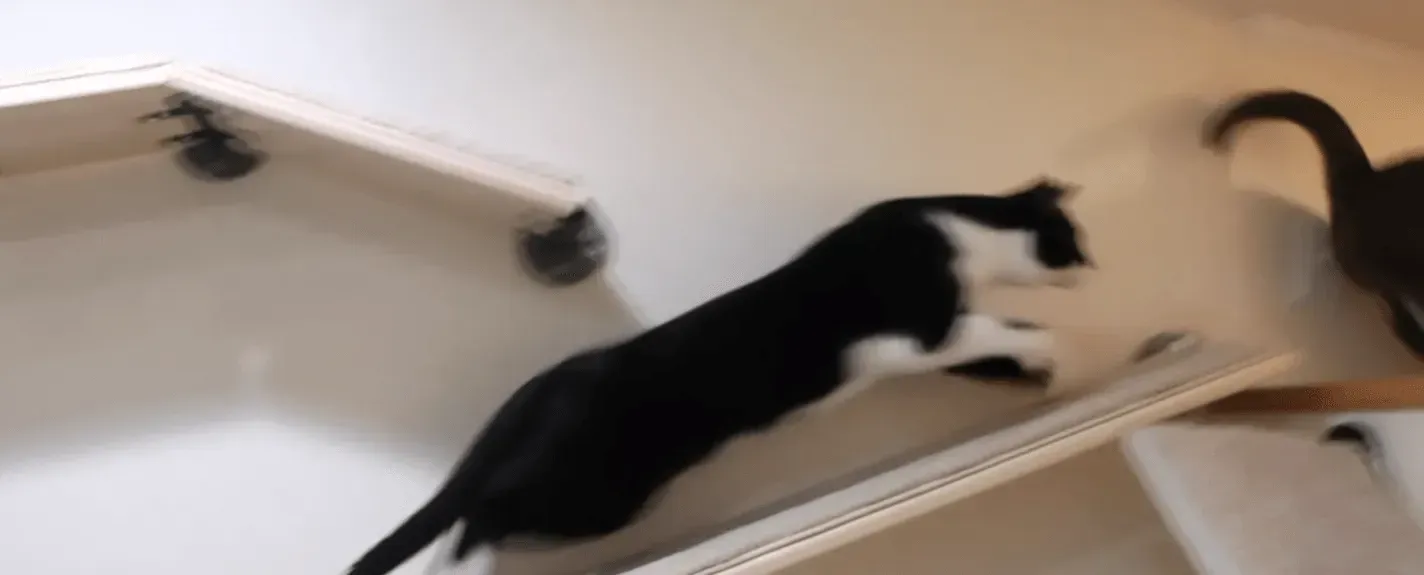 Black and white cat running quickly along a wall-mounted cat shelf.