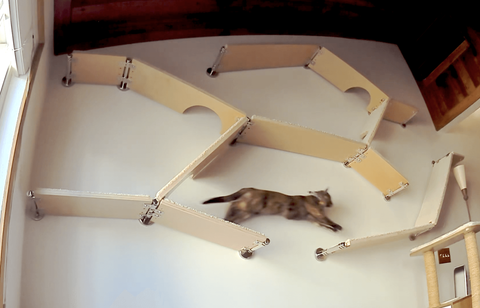 A tortoiseshell cat blurred in motion as it runs across a complex, multi-level system of connected cat wall shelves.