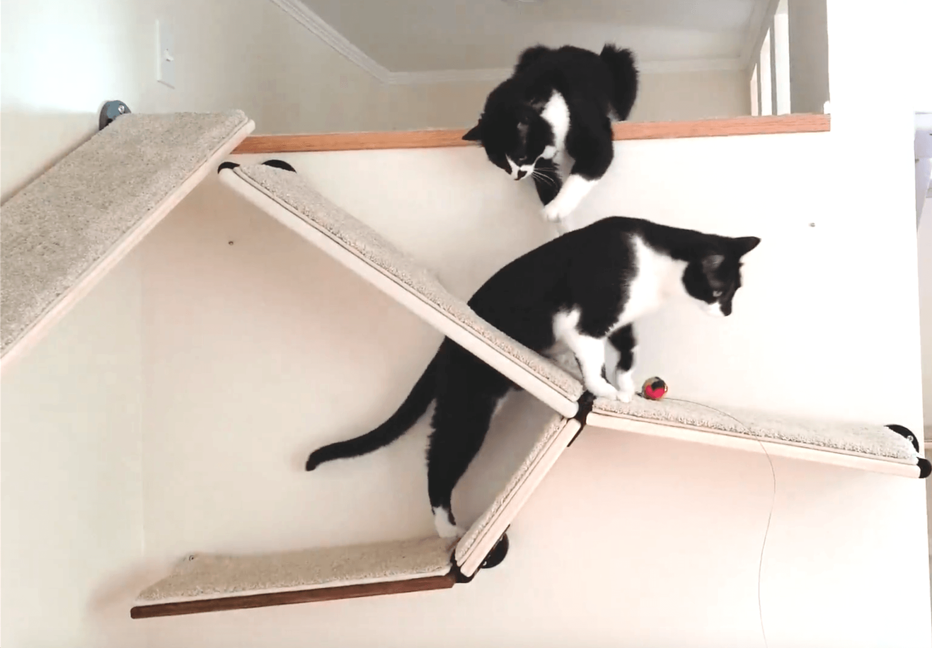 Two tuxedo cats playing on a modular cat wall with one walking through a portal while the other watches from a ledge above.