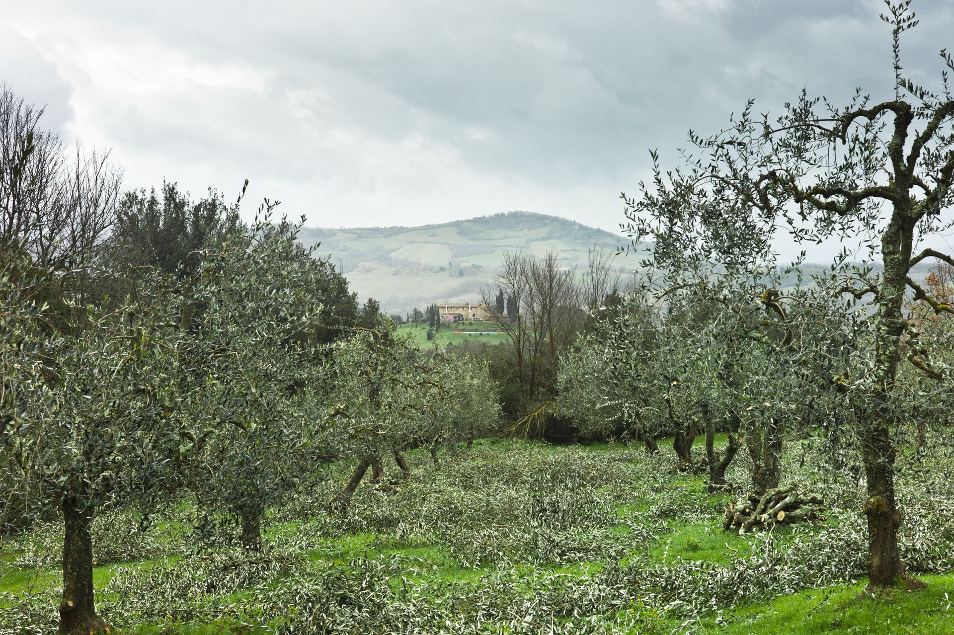 Olive trees in a field with a distant hill under a cloudy sky.