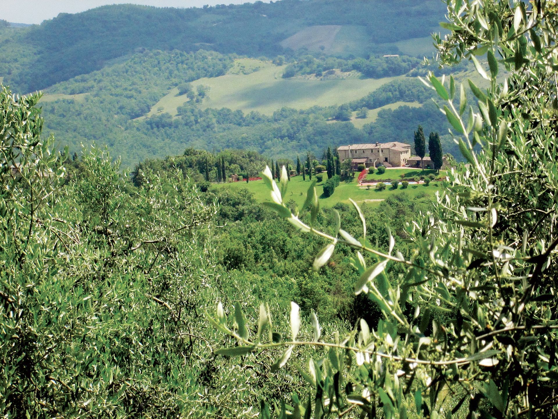 Paesaggio verde toscano con ulivi in primo piano e una villa su una collina in lontananza.