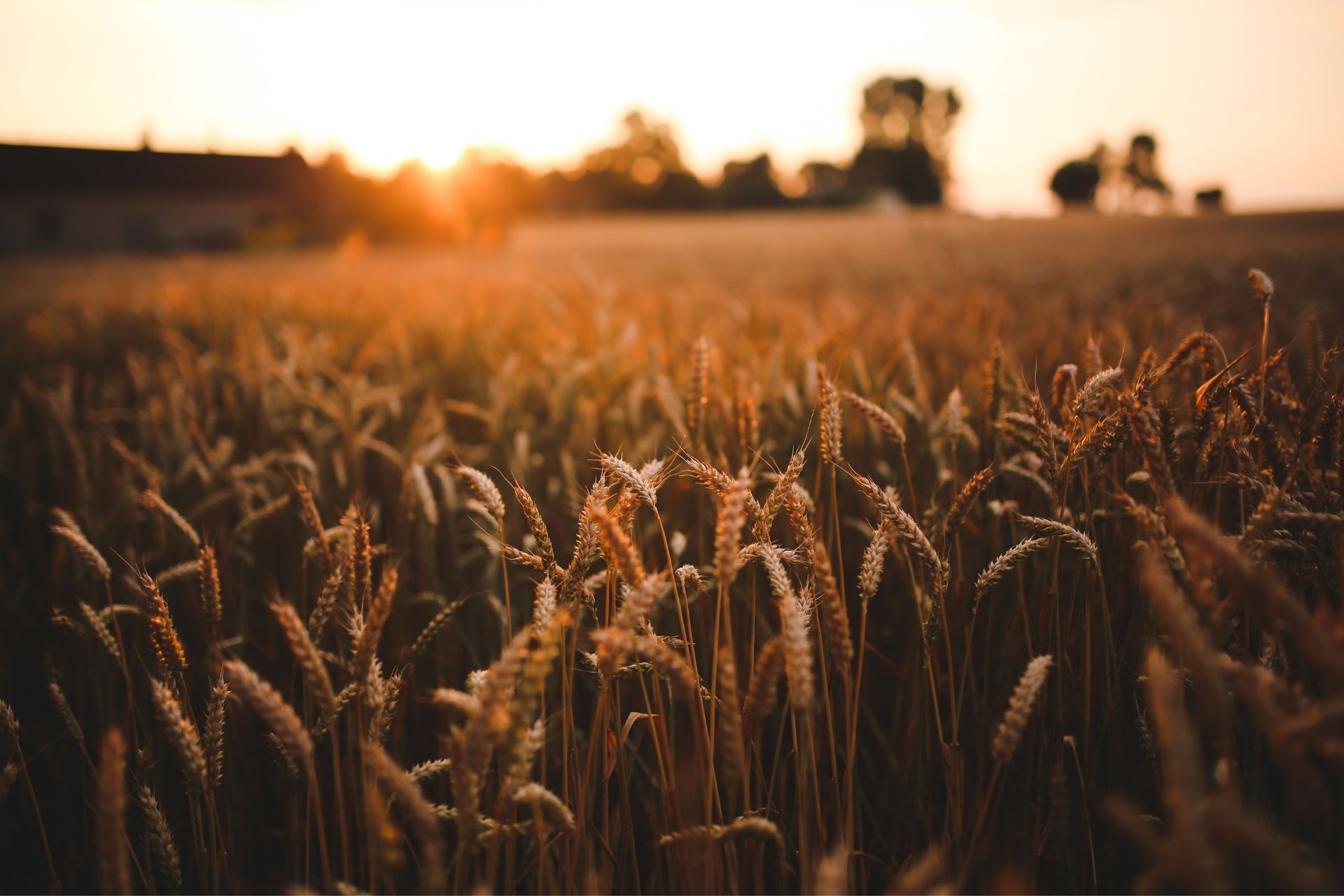 Campo di grano dorato al tramonto, con un edificio e alberi sfocati sullo sfondo.
