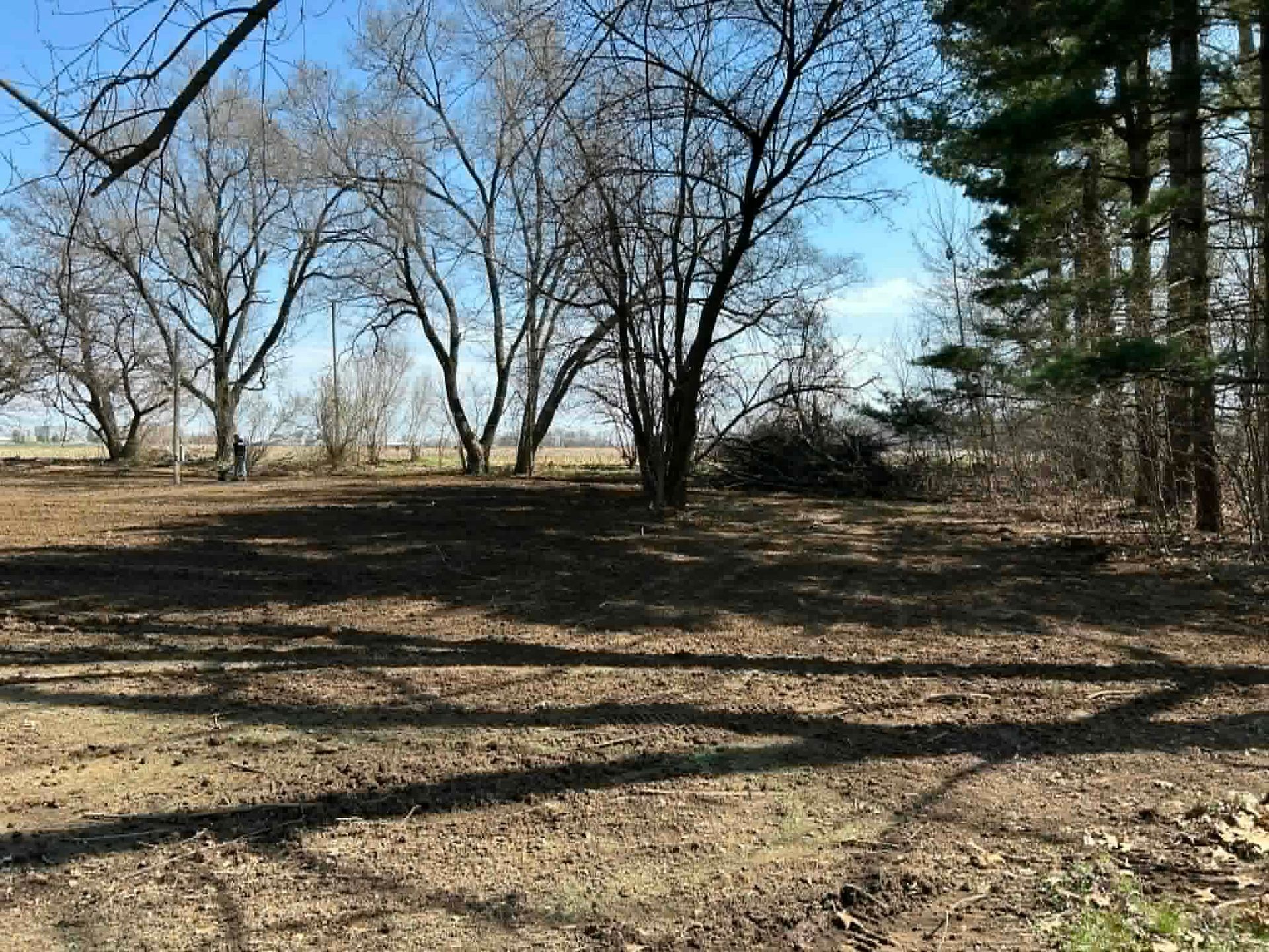 Leafless trees casting long shadows across a dry, open park under a clear blue sky