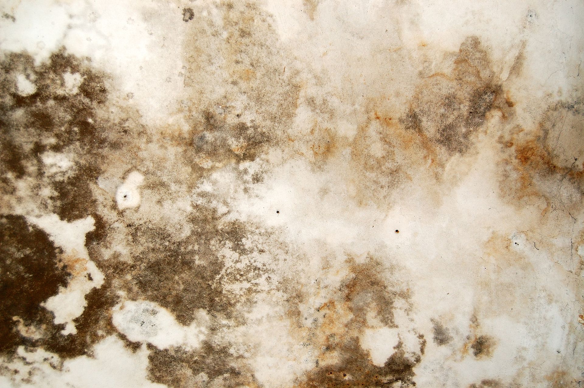Mold Remediation in Kalispell, MT