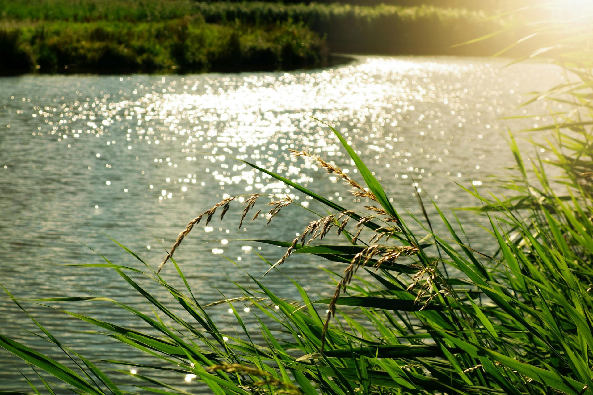 Grassy shoreline with sparkling water and sunlight.