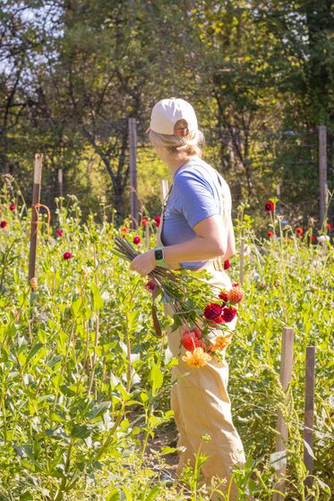 local dahlia farmer