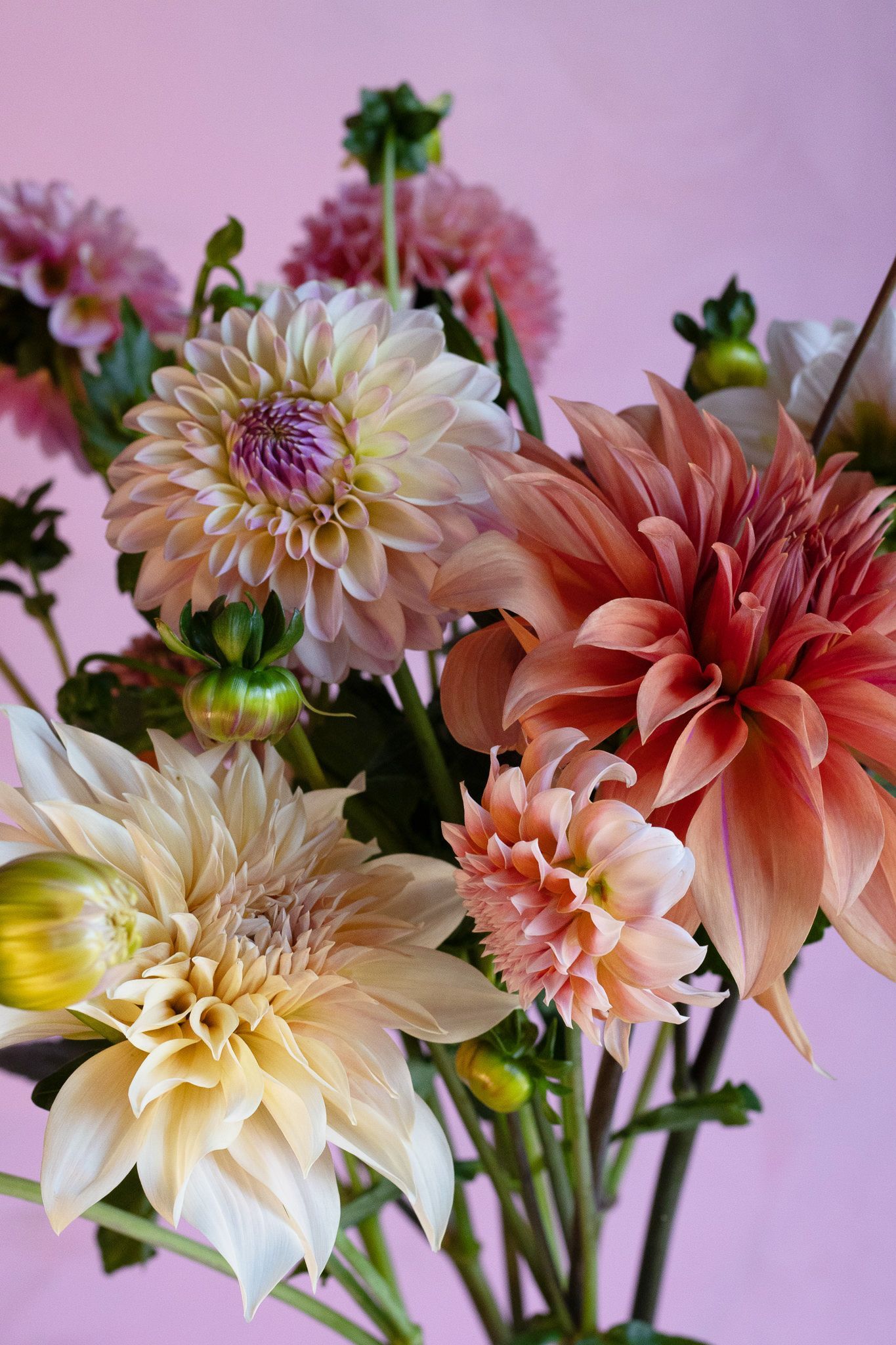 mixed dahlias locally grown in Lancaster Ohio