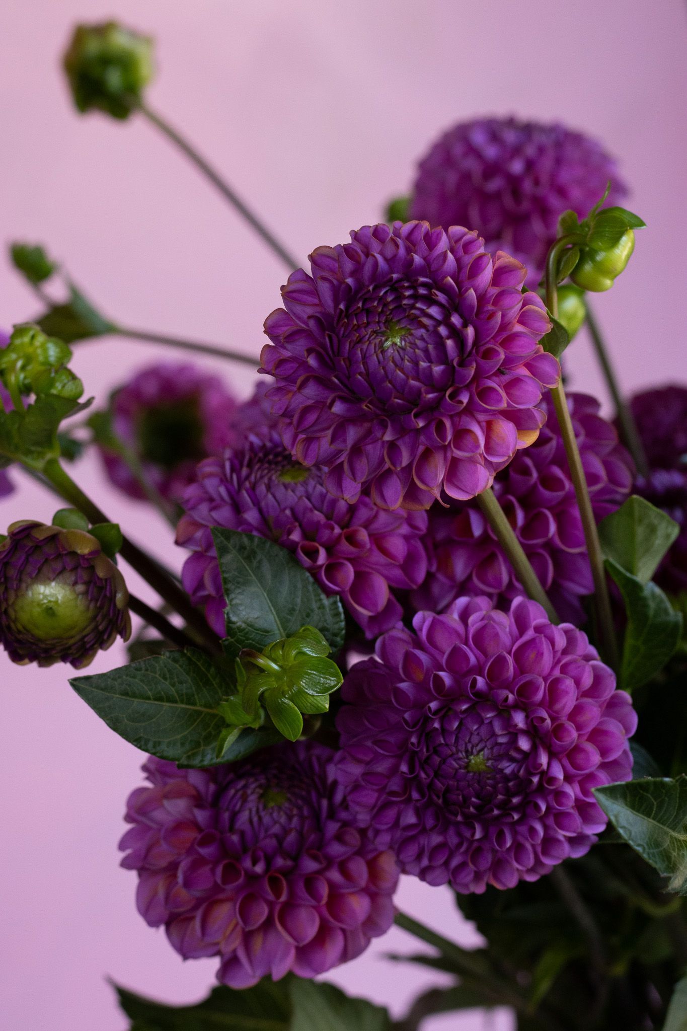 Isabella purple dahlia